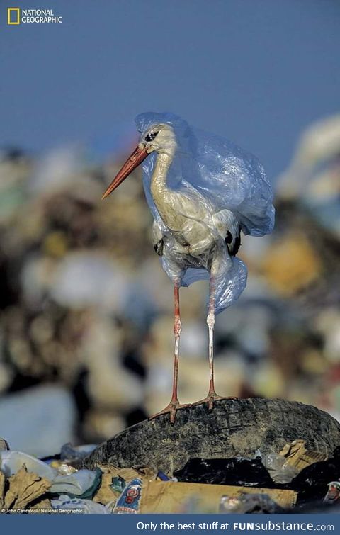 A picture of stork trapped in plastic. Image by National Geographic