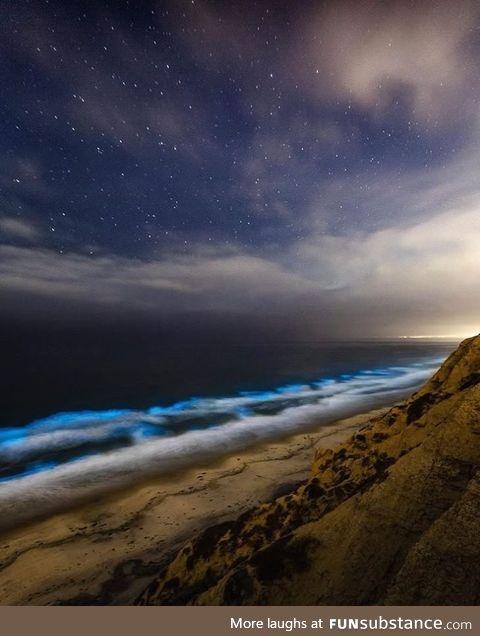 San Diego's bioluminescence