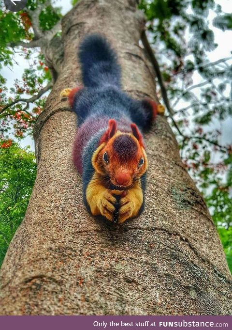 The Malabar Giant Squirrel for your viewing pleasure