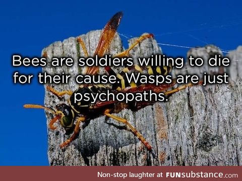 Bees vs wasps