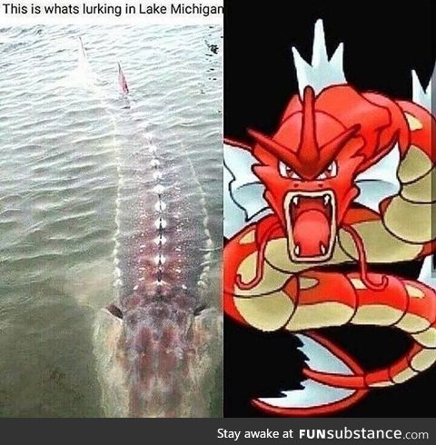 Mommas gonna catch herself a gyrados