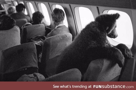 Siberian baby bear Dasha on the way to Prague, year 1987