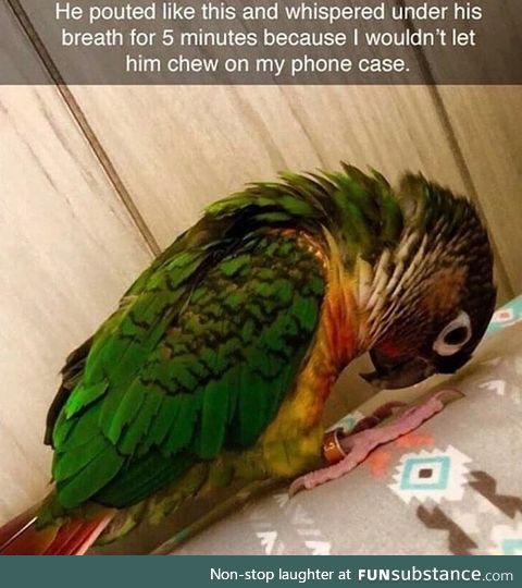 Spoiled bird