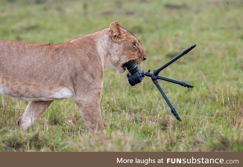 Lion steals camera