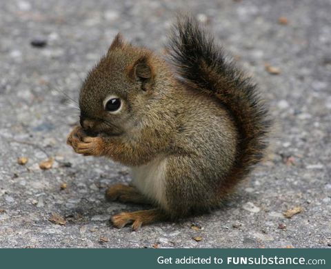 Cute Tiny Squirrel Playing In the Garden