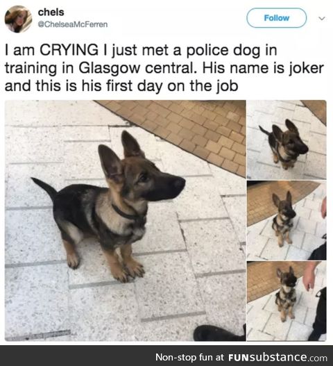 Joker the police dog