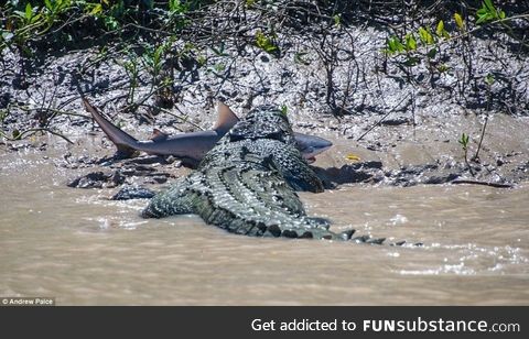 An 18ft crocodile caught a bull shark and ate it