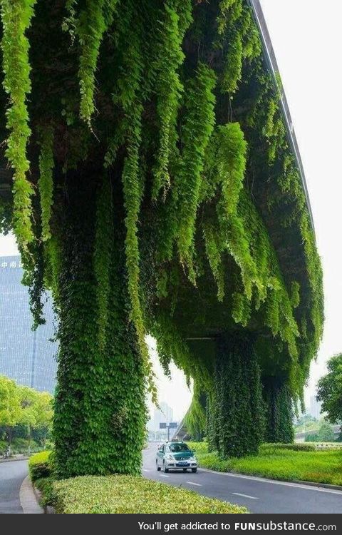 Vertical Garden on a over pass