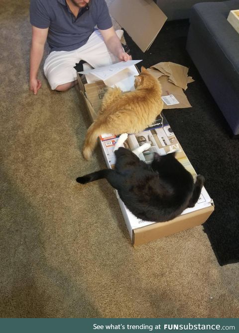 Trying to assemble furniture when you have cats