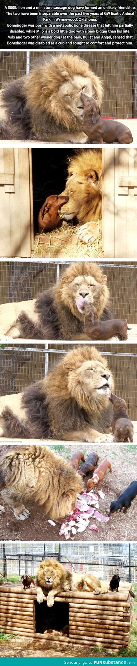 Big cat and dog friendship