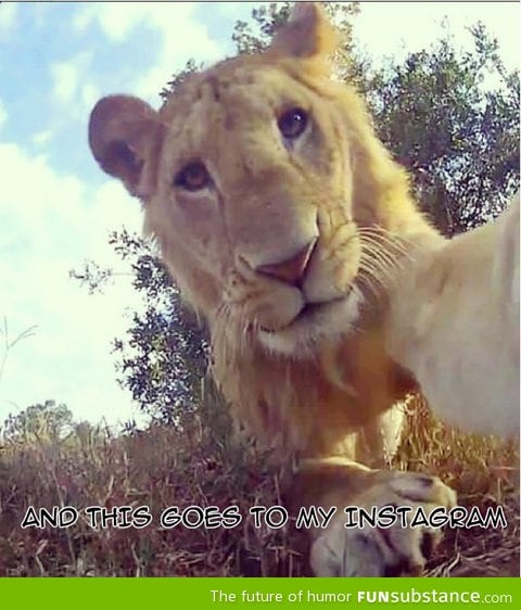 Lion Instagramming