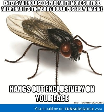 Scumbag housefly