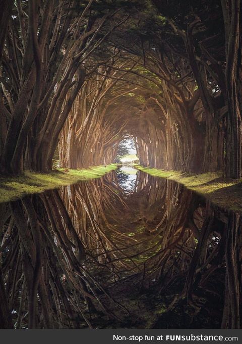 Cypress tree tunnel