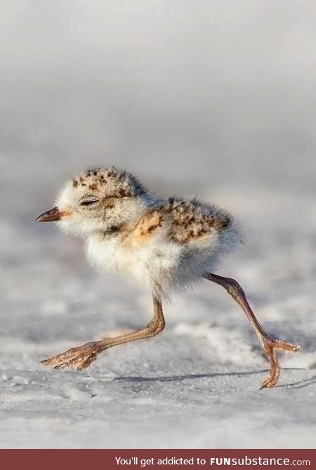 Little baby birdie going for a walk