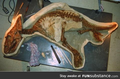 Skeleton of a toddler dinosaur recenty found in Alberta,Canada