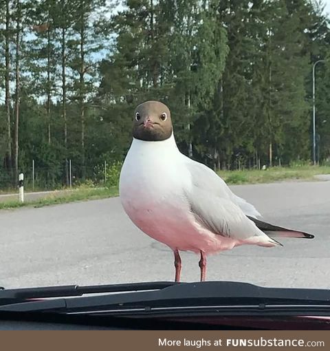 This bird's face though