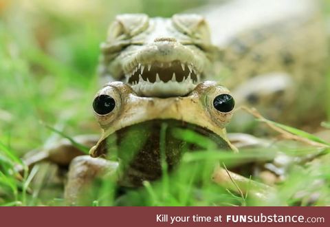 A baby croc resting on a frog's head