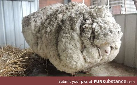 Sheep runs away from shearer and hides for several years. No regrets