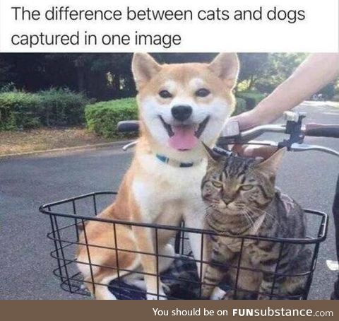 Cats vs dogs