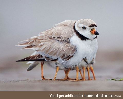 Piping Plover and chicks