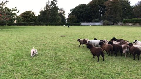 Role reversal: Sheep chase dog