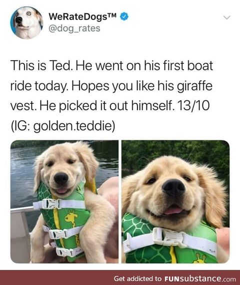 Dogs don't need vest