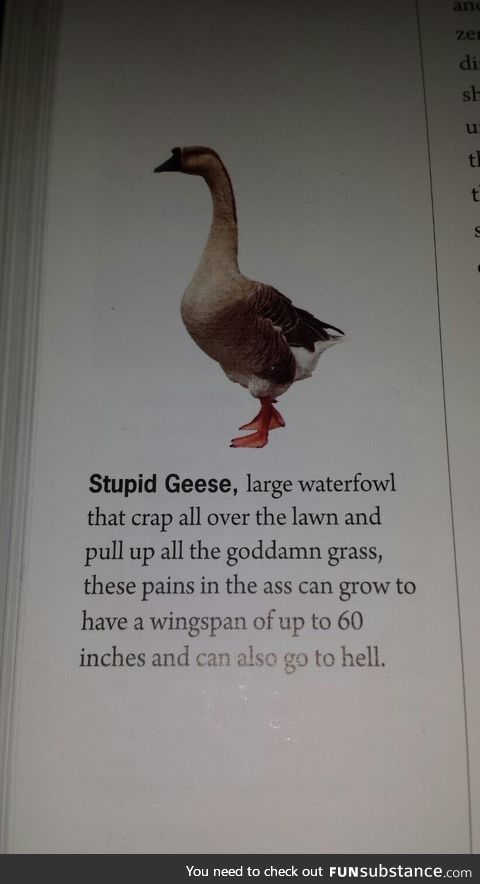 The real truth about geese