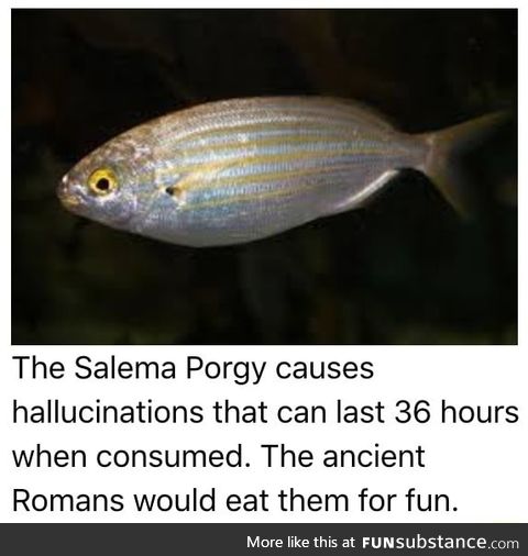 I wanna eat some porgy