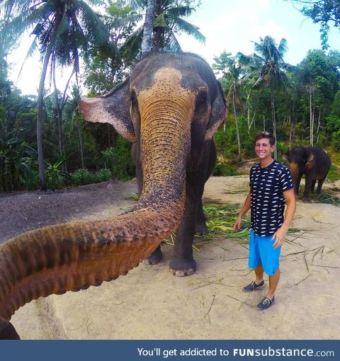 Elephant selfie