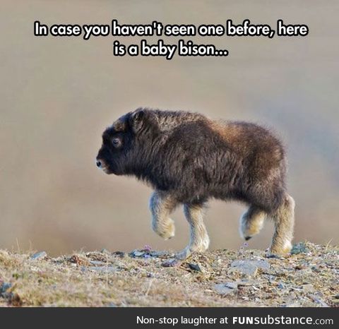 Baby bison