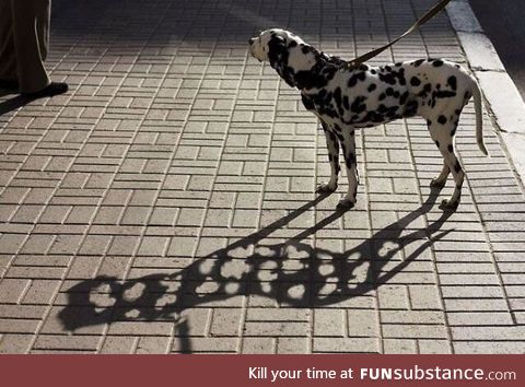 Dalmatian in the sunlight