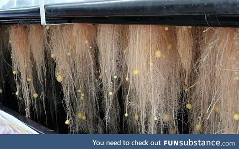 Potatoes being grown in air