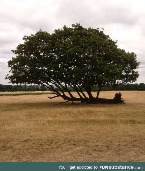 This is a fallen tree that does not give up