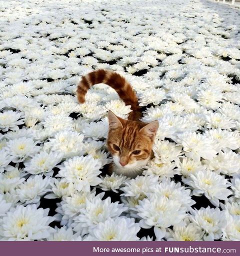 Flower cat