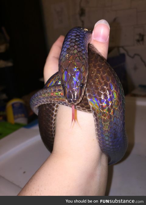 Asian Sunbeam snakes are such beauties