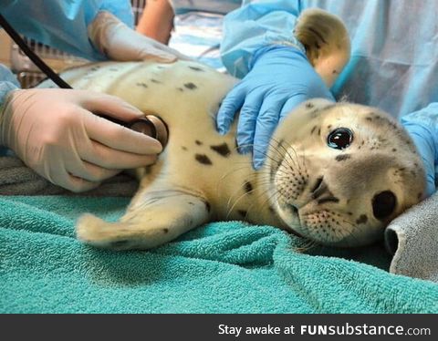 Sea pupper doin a checkup