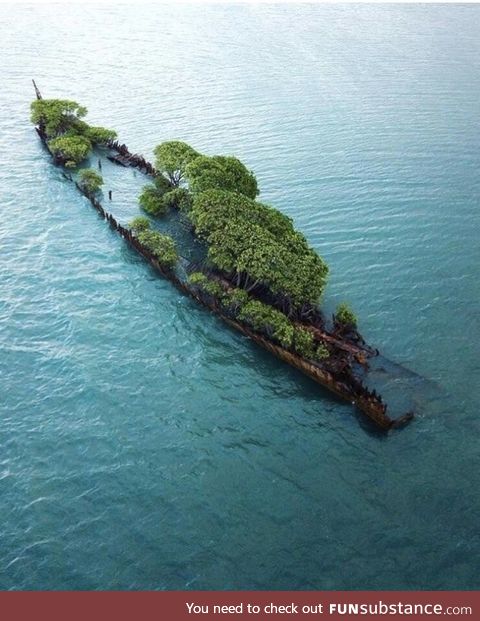 This abandoned ship in Australia has been completely taken over by nature