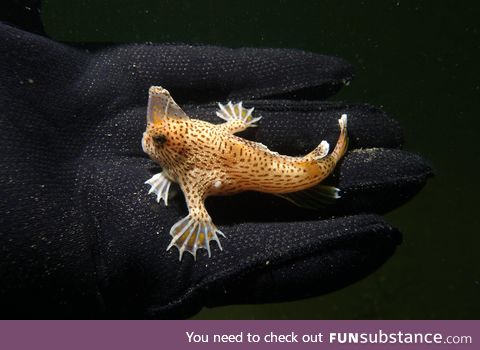 The beautiful Spotted Handfish