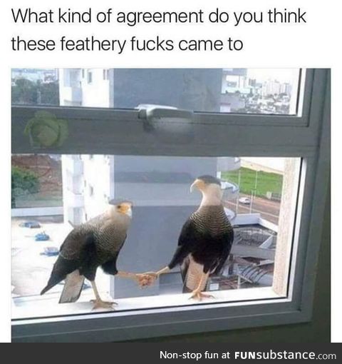 What kind of agreement do you think these feathery f**ks came to