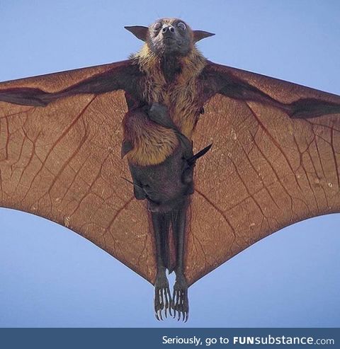 Mamma Indian Flying Fox and her baby