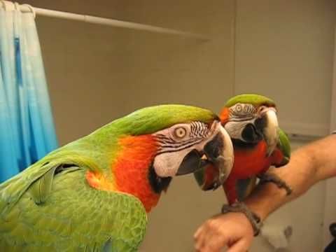 Macaw shushing another bird being too noisy