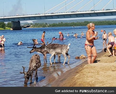 Reindeers cooling off during the heatwave in Rovaniemi, Finland