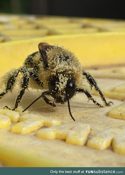 Bee covered in pollen