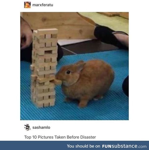 Poor bunny