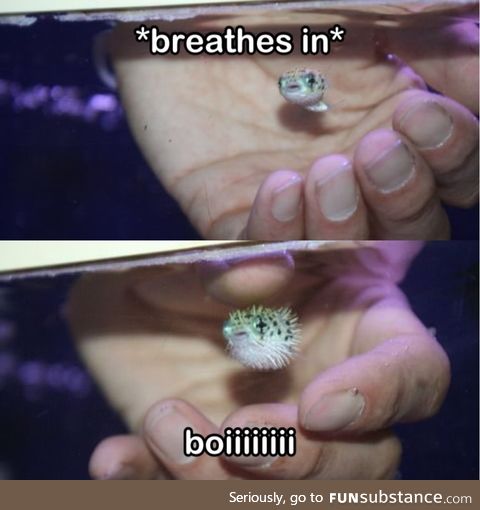 Baby pufferfish