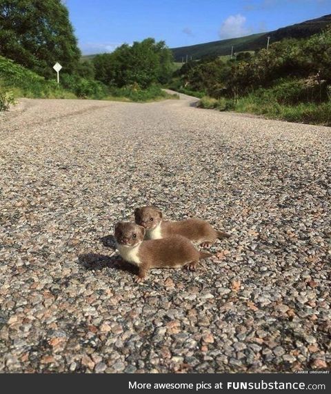 Two baby weasels pose for a photograph