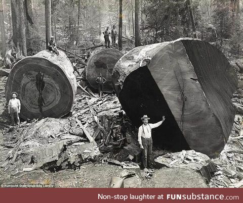 Lumberjacks in California work on giant redwood trees 1920