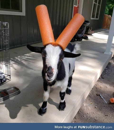 Safety first: How to Child-Proof your Goat!