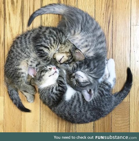 Kitten wheel