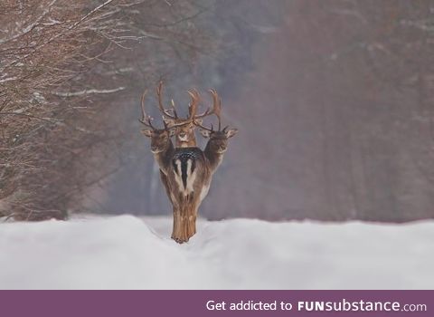 Perfect timing: "Deer oh Deer oh Deer"